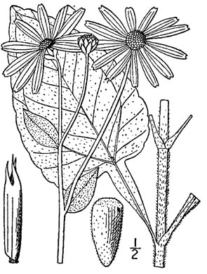 drawing of Helianthus atrorubens, Purple-disk Sunflower, Hairy Wood Sunflower, Appalachian Sunflower