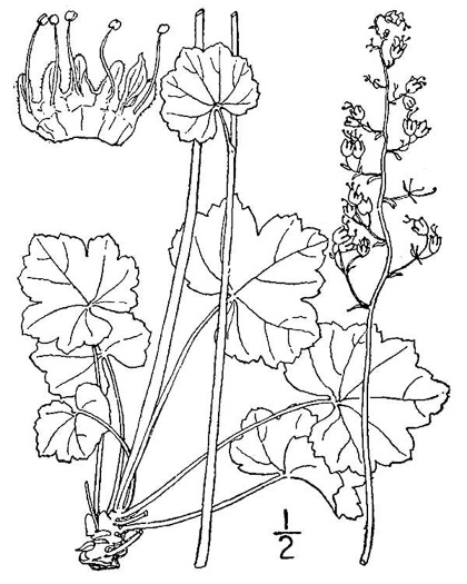 drawing of Heuchera americana, American Alumroot