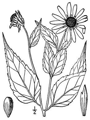 drawing of Helianthus decapetalus, Thinleaf Sunflower, Forest Sunflower