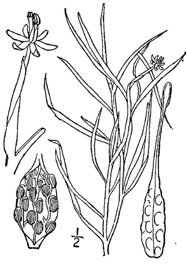 drawing of Heteranthera dubia, Water Stargrass