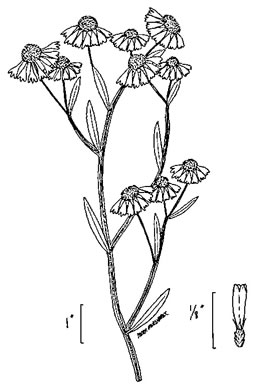 drawing of Helenium flexuosum, Purplehead Sneezeweed, Southern Sneezeweed