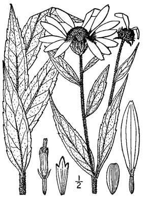 drawing of Helianthus giganteus, Tall Sunflower, Swamp Sunflower, Tuberous Sunflower, Giant Sunflower