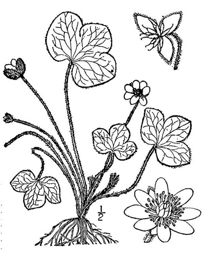 image of Hepatica americana, Round-lobed Hepatica, Round-lobed Liverleaf