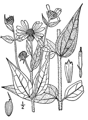 drawing of Helianthus hirsutus, Hairy Sunflower, Rough Sunflower