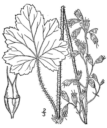 image of Heuchera hispida, Purple Alumroot, Hispid Alumroot