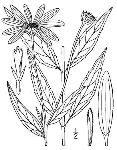 drawing of Helianthus laevigatus, Smooth Sunflower, Shale-barren Sunflower
