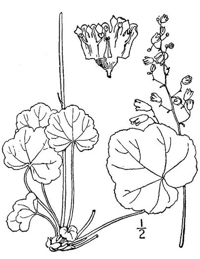 drawing of Heuchera aceroides, Mapleleaf Alumroot, longflower alumroot