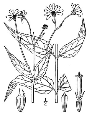 drawing of Helianthus microcephalus, Small Wood Sunflower, Small-headed Sunflower