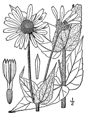 drawing of Helianthus mollis, Downy Sunflower, Ashy Sunflower, Gray Sunflower