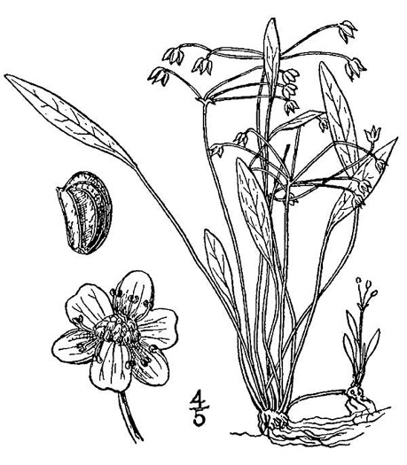 drawing of Helanthium tenellum, Mud-babies, Dwarf-burhead, Pigmy Chain-sword