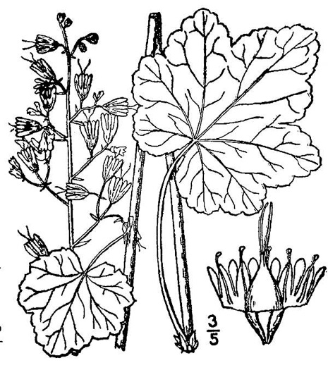 drawing of Heuchera pubescens, Marbled Alumroot, Downy Alumroot