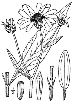 drawing of Helianthus laetiflorus, Showy Sunflower, cheerful sunflower