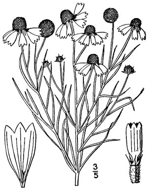 drawing of Helenium amarum, Bitterweed, Yellow Sneezeweed, Bitter Sneezeweed