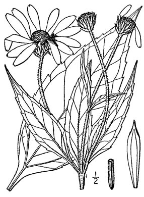 image of Helianthus tuberosus, Jerusalem Artichoke