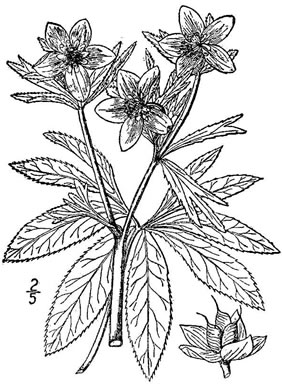 image of Helleborus viridis, Lenten-rose, Green Hellebore, Christmas-rose