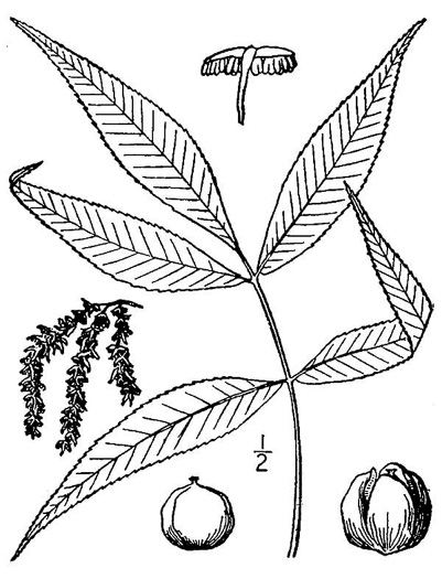 drawing of Carya carolinae-septentrionalis, Carolina Shagbark Hickory, Southern Shagbark Hickory, Carolina Hickory