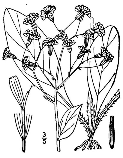 drawing of Hieracium marianum, Maryland Hawkweed