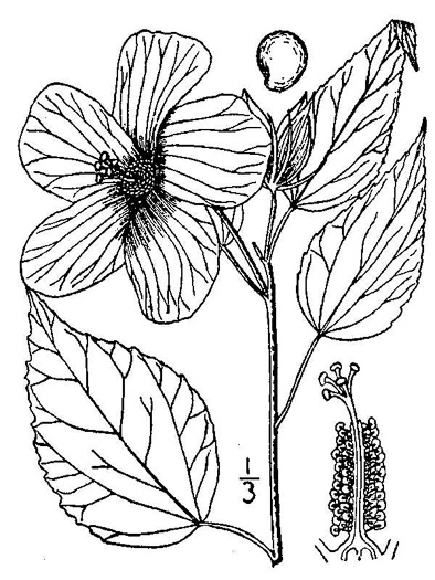 drawing of Hibiscus moscheutos, Swamp Rosemallow, Eastern Rosemallow, Wild Cotton
