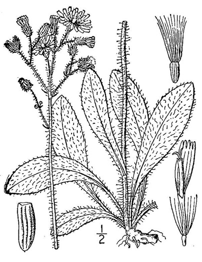 drawing of Pilosella caespitosa, Field Hawkweed, Yellow King-devil, Meadow Hawkweed