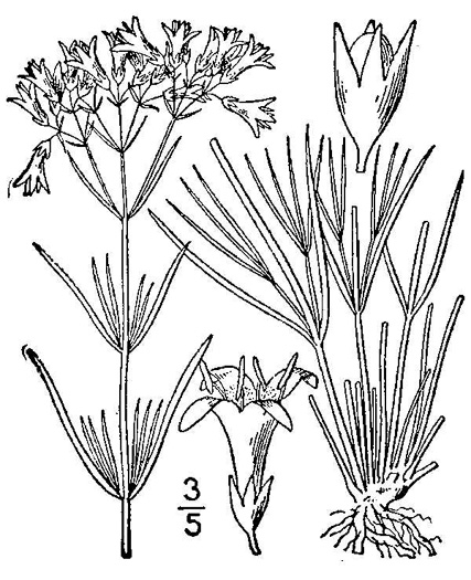 drawing of Houstonia nigricans var. nigricans, Diamond-flower, Glade Bluet