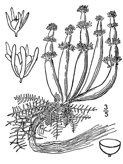 drawing of Hottonia inflata, Featherfoil, Water-violet