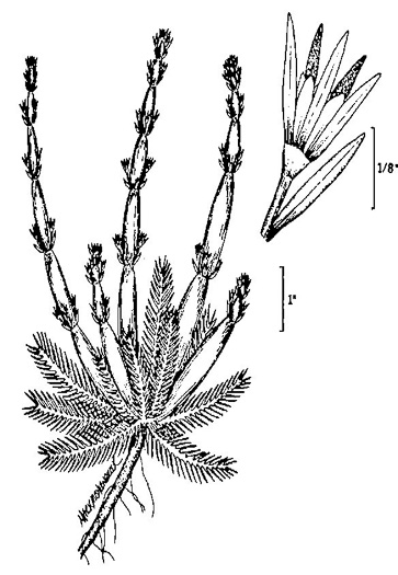 image of Hottonia inflata, Featherfoil, Water-violet