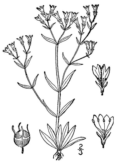 drawing of Houstonia longifolia var. compacta, Longleaf Bluet