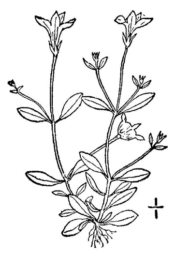 image of Houstonia pusilla, Tiny Bluet, Small Bluet