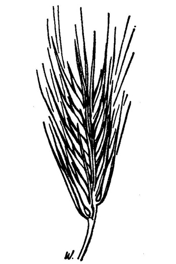 image of Hordeum pusillum, Little Barley