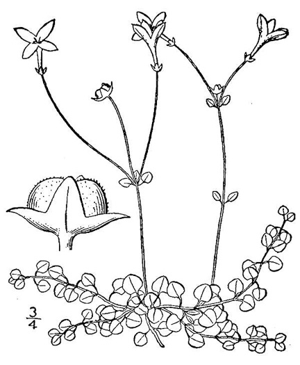 drawing of Houstonia serpyllifolia, Thymeleaf Bluet, Appalachian Bluet, Prostrate Bluet, Marsh Bluet