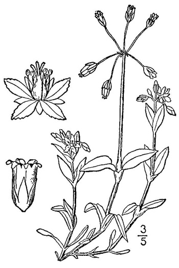 drawing of Holosteum umbellatum ssp. umbellatum, Jagged Chickweed