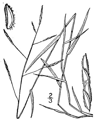 image of Leersia virginica, White Cutgrass, Whitegrass, Virginia Cutgrass