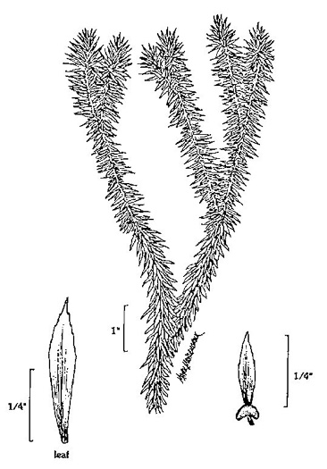 image of Huperzia lucidula, Shining Clubmoss, Shining Firmoss