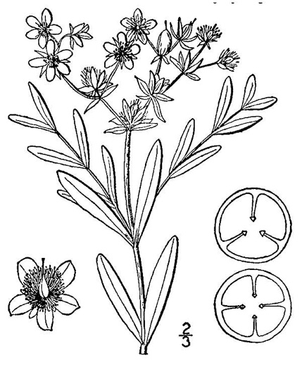 image of Hypericum adpressum, Creeping St. Johnswort, Bog St. Johnswort