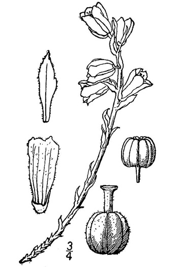 drawing of Hypopitys species 3, Common Eastern Pinesap