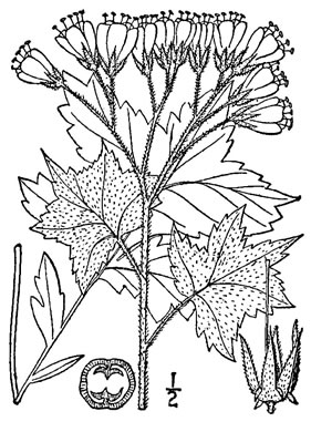 drawing of Hydrophyllum appendiculatum, Biennial Waterleaf, Great Waterleaf