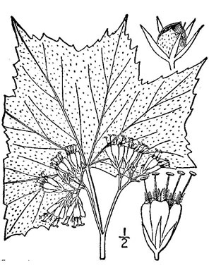 drawing of Hydrophyllum canadense, Mapleleaf Waterleaf, Broadleaf Waterleaf, Canada Waterleaf, Bluntleaf Waterleaf