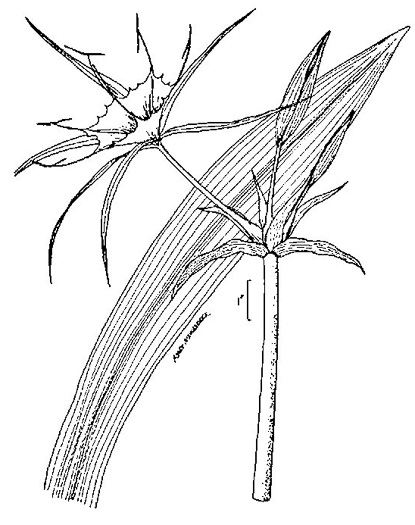 image of Hymenocallis occidentalis var. occidentalis, Hammock Spiderlily, Woodland Spiderlily, Northern Spiderlily