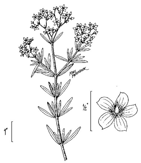 image of Hypericum cistifolium, Roundpod St. Johnswort