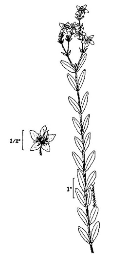 image of Hypericum denticulatum, Coppery St. Johnswort