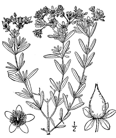 image of Hypericum interior, Interior Bushy St. Johnswort