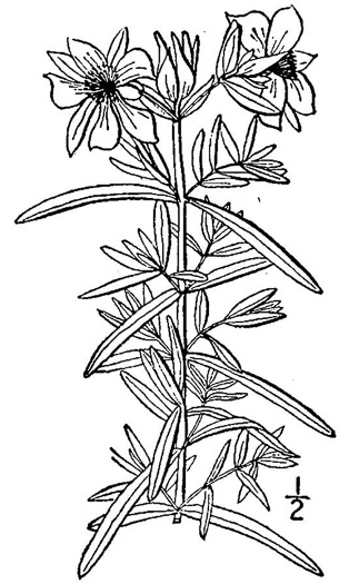 image of Hypericum dolabriforme, Glade St. Johnswort