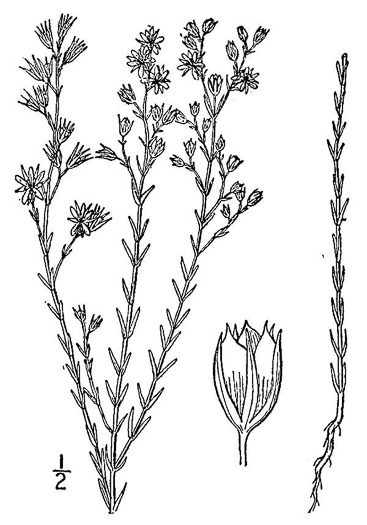 drawing of Hypericum drummondii, Drummond's St. Johnswort, Nits-and-lice