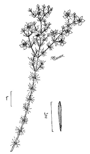 drawing of Hypericum fasciculatum, Peelbark St. Johnswort