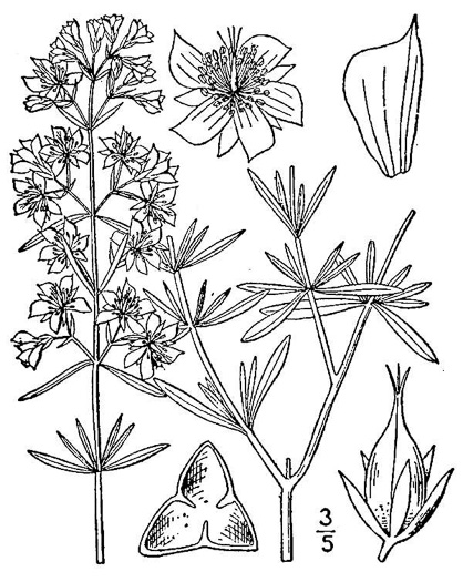 drawing of Hypericum galioides, bedstraw St. Johnswort