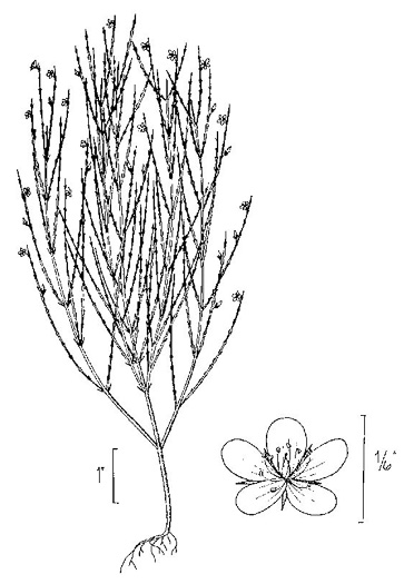 image of Hypericum gentianoides, Pineweed, Orange-grass