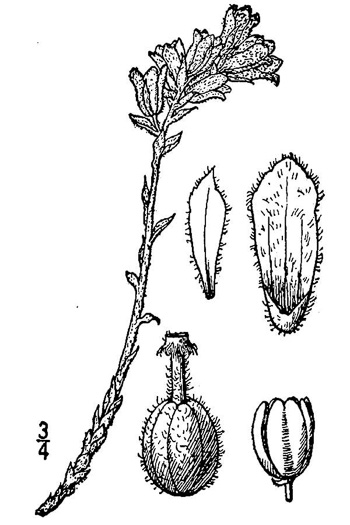 Hypopitys lanuginosa, Appalachian Red Pinesap, Hairy Pinesap