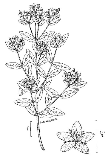 image of Hypericum punctatum, Spotted St. Johnswort