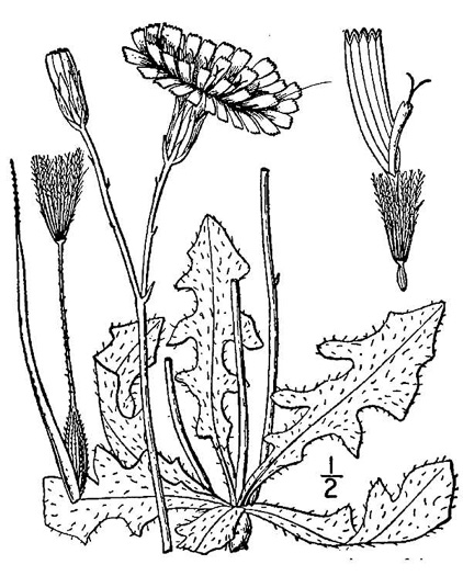 image of Hypochaeris radicata, Hairy Cat's-ear, Spotted Cat's-ear, Cat's Ear Dandelion