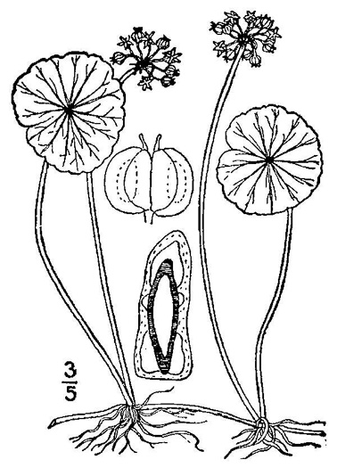 drawing of Hydrocotyle umbellata, Marsh Water-pennywort, Manyflower Marsh-pennywort